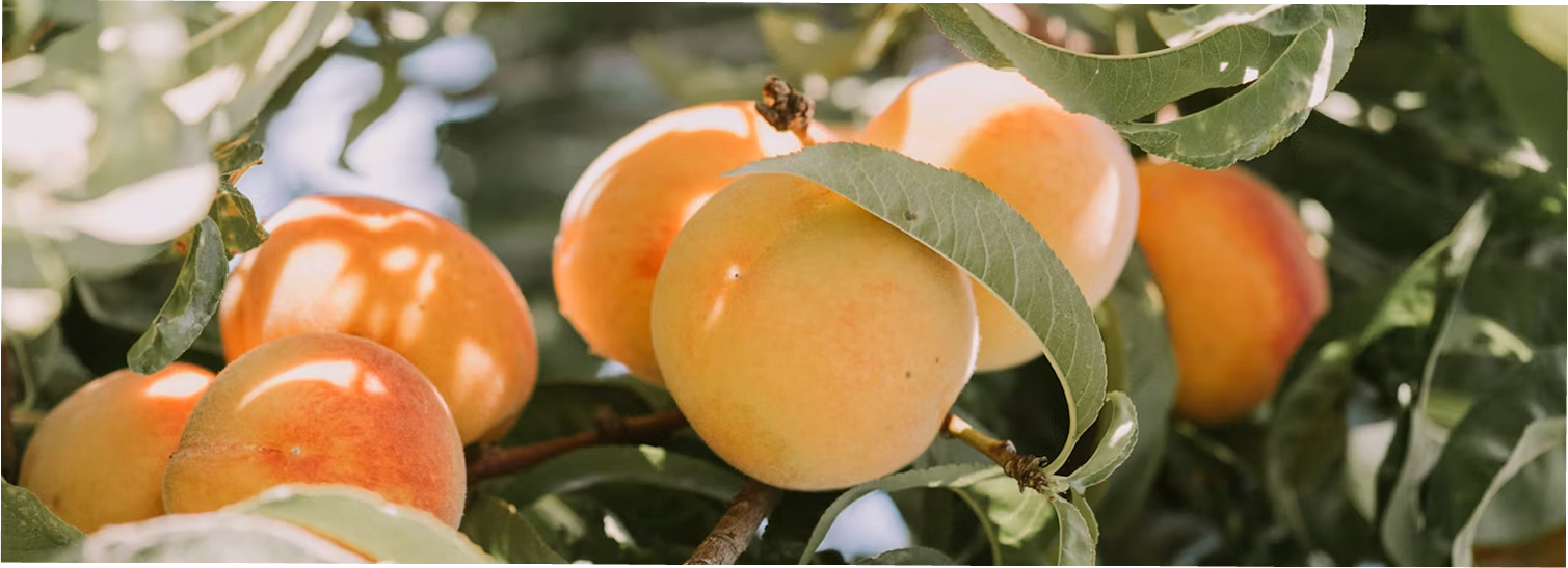 Fresh apricots on tree
